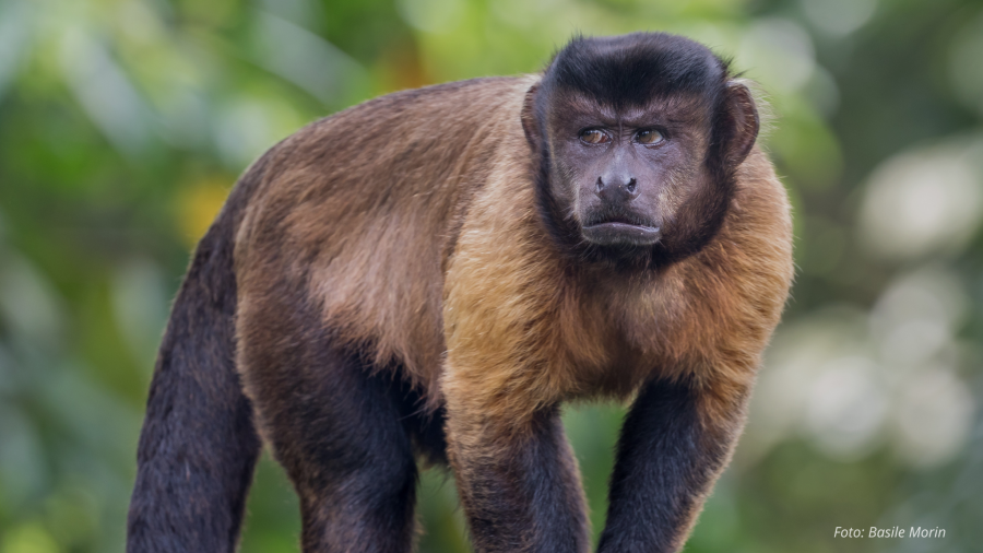 Macaco-prego morre após sofrer agressões violentas em Porto Velho; caso revolta moradores